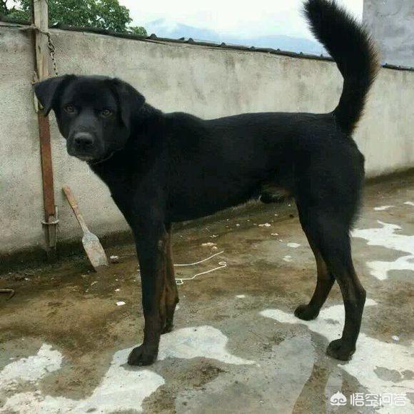 狩猎犬论坛:四川省有哪些优秀的土猎犬品种？有何依据？