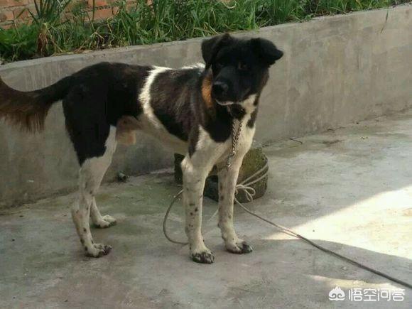 狩猎犬论坛:四川省有哪些优秀的土猎犬品种？有何依据？