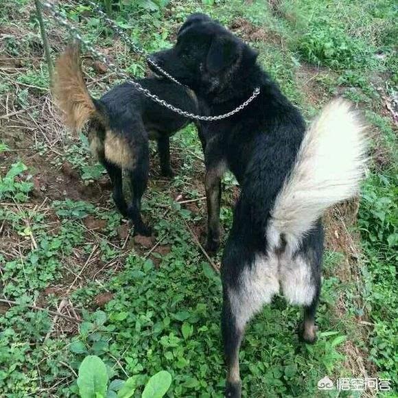 狩猎犬论坛:四川省有哪些优秀的土猎犬品种？有何依据？