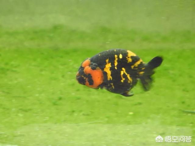 黑裙鱼变白:黑裙鱼变白了 为什么淡黄色，黑色的鱼养久了会变白？