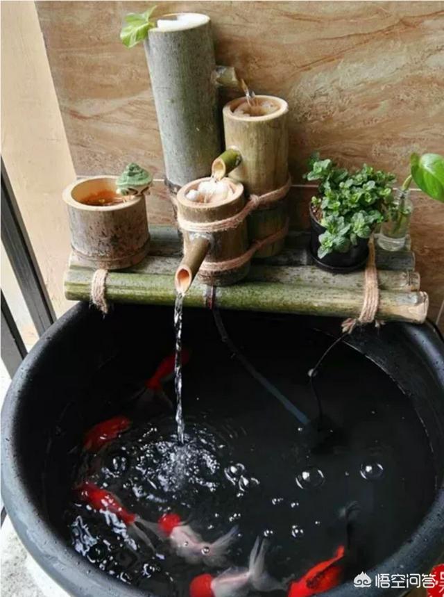 养观赏鱼的过滤方法:瓦缸养鱼时简单的过滤该怎么做？