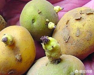 非洲牛蛙突然拒食:全球最毒的十种食物是什么？