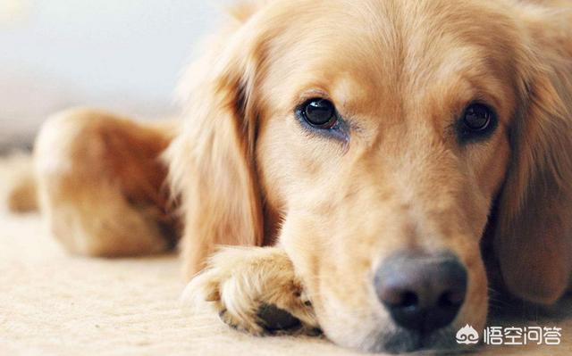 为什么叫金毛寻回猎犬:这个是土狗还是金毛串狗？ 金毛寻回猎犬幼犬