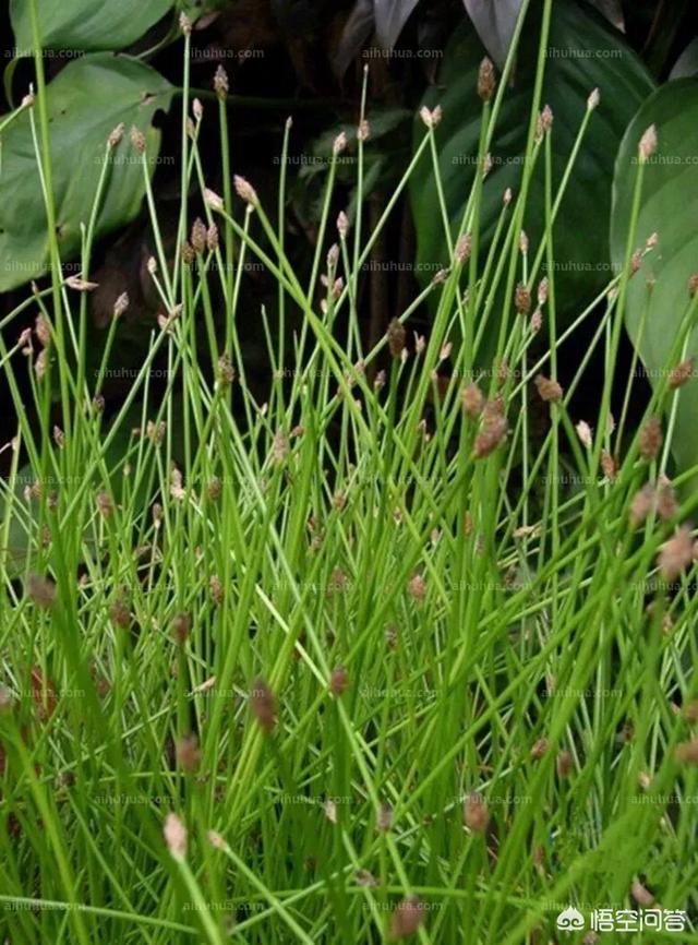 头条问答 - 清除水田牛毛毡用什么农药比较好?(10个回答)