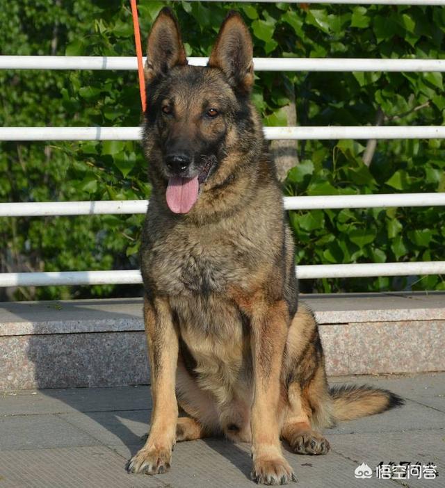 昆明犬图片:昆明犬与东德牧羊犬哪个好？为什么？