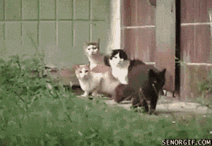 超萌猫猫版打地鼠:宠物猫放到野外能自己捉老鼠吗？ 猫猫打地鼠游戏
