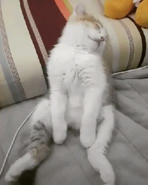 超萌猫猫版打地鼠:宠物猫放到野外能自己捉老鼠吗？ 猫猫打地鼠游戏