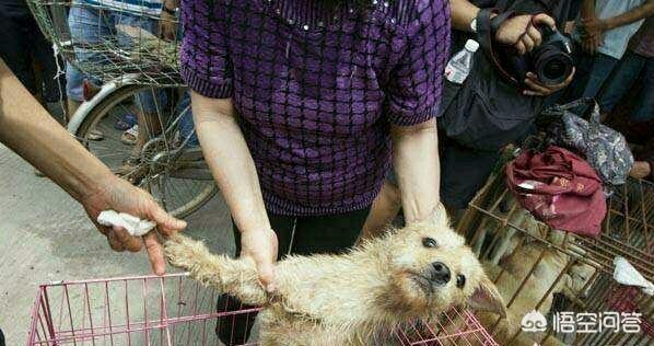 刚看了四川宜宾虐狗门:为什么有的人受不了别人吃狗肉？