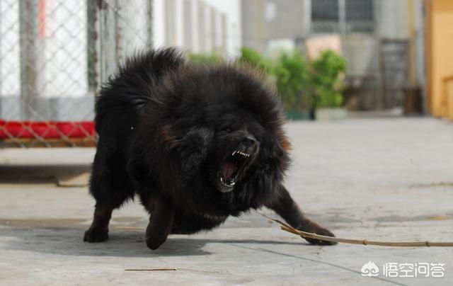 藏獒没吃饱咬主人论文范文:饿急眼的藏獒会吃主人吗？