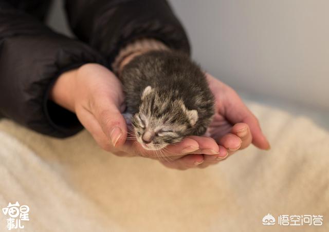 小猫吃了膨润土猫砂:留了5天的猫粮，2个猫沙盆，现在回不去了猫能撑多久？