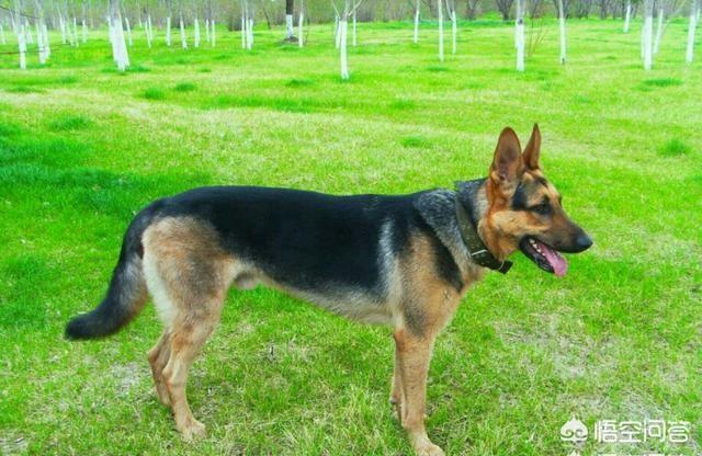爱斯基摩犬 价格:养宠物的月花费是多少呢？有没有推荐的犬种？