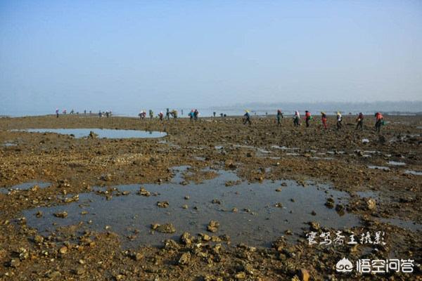 海葵图片:海蛏子图片 第3号台风森拉克会登陆海南吗？