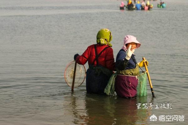 海葵图片:海蛏子图片 第3号台风森拉克会登陆海南吗？