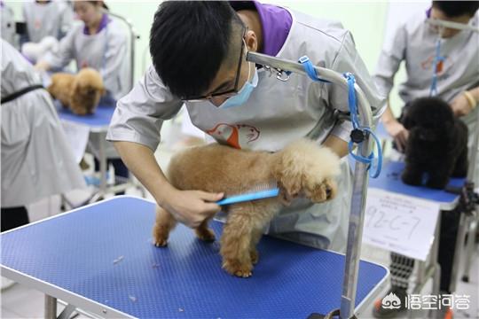 宠物美容学校排名情况怎么样？