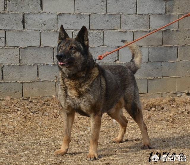 中国护卫犬网:我国的哪些狗比罗威纳更护主？为什么？