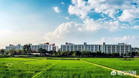 豆柴小犬资源:在大学学习成绩好有什么用？ 豆柴小犬电影