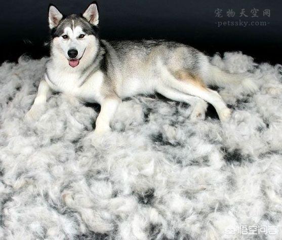 哈士奇 狼:哈士奇为什么不适合做警犬？