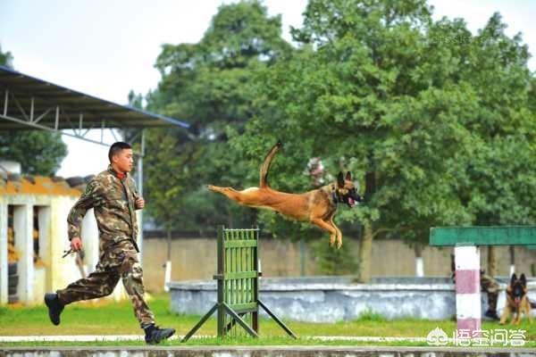 哈士奇 狼:哈士奇为什么不适合做警犬？