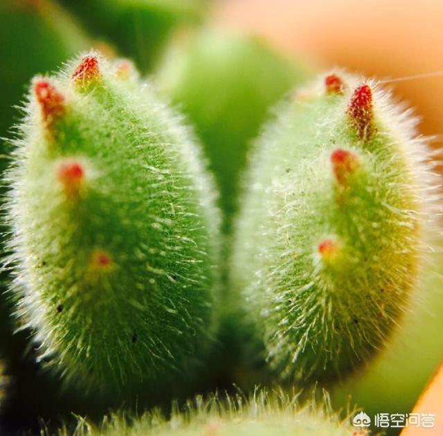熊童子烂叶:多肉植物熊童子脏了该怎么办呢？