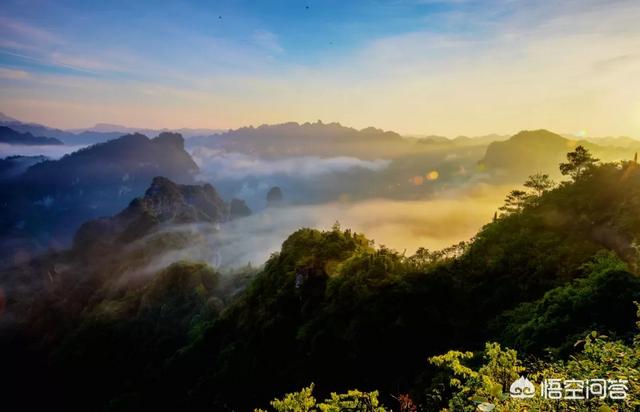 余庆发酵小叶苦丁茶,种什么茶叶经济价值最高？