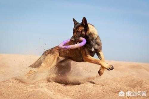 临沂宠物狗训练:训练狗狗时，有哪些禁忌不能犯呢？ 临沂宠物狗出售