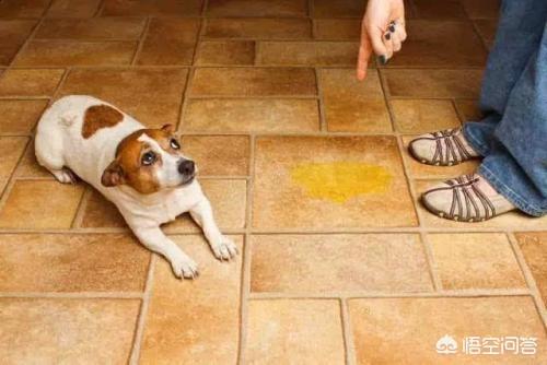 金毛犬怎么训练握手:捡到一只流浪金毛怎么养？