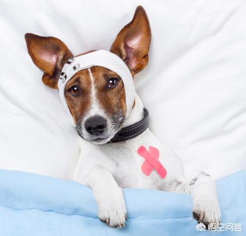 犬细小病:小奶狗得了细小，怎么办？
