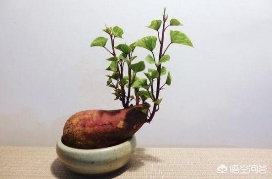 自制水培植物有哪些？