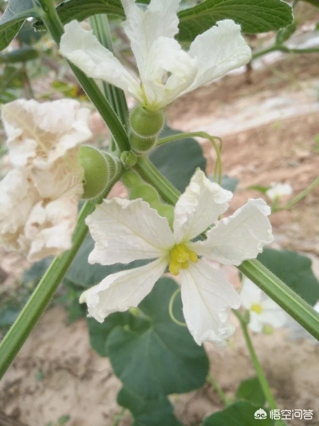 连体双胞胎:连体双胞胎葫芦是怎么长出来的