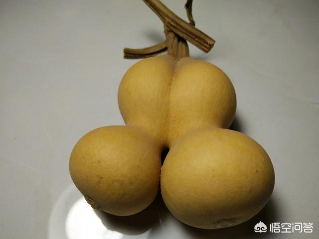 连体双胞胎:连体双胞胎葫芦是怎么长出来的