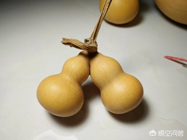 连体双胞胎:连体双胞胎葫芦是怎么长出来的