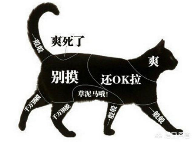 猫咪脾气不好怎么办:猫咪突然变得很狂躁的原因有哪些？