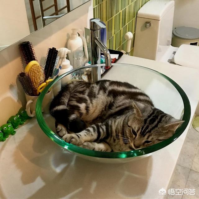 爱洗澡的猫猫:听说猫咪从小培养洗澡的习惯会比较好，该如何培养？