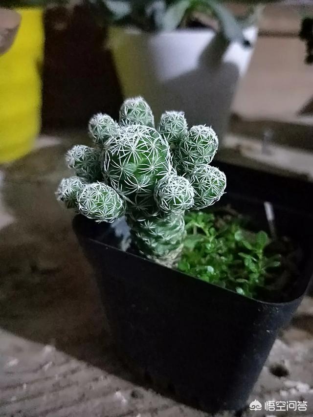 多肉植物应该怎么样？