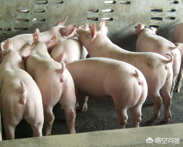 大肚猪:长期吃饲料喂养出来的猪肉，会对身体有什么影响