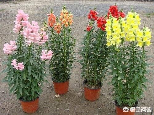 盆景植物金鱼草怎么养:怎么种植金鱼草？金鱼草有什么药效？