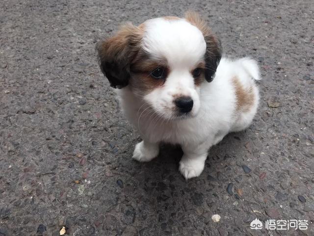 宠物粮:你为你家宠物选择宠物粮的标准是什么？