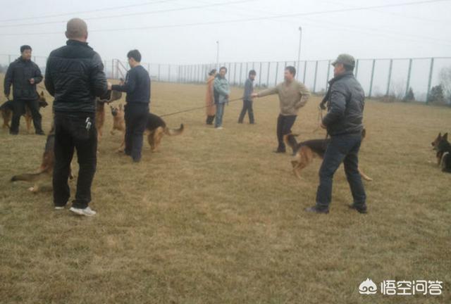 脸长得像林永健的狗:狗狗的外貌是不是一模一样的，主人是如何认得出自己的狗狗？
