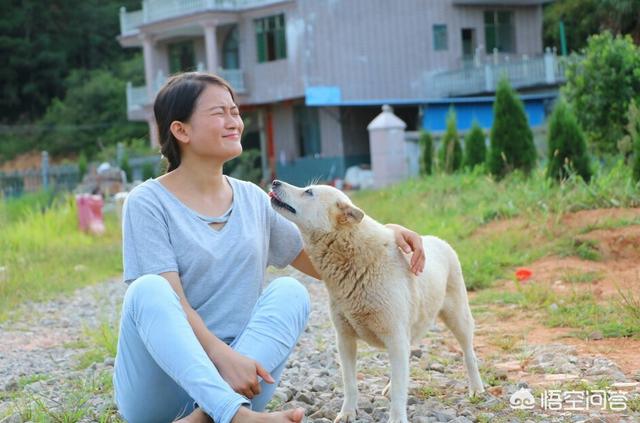 开心狗狗:什么狗狗会哄人开心，带来欢乐？为何？