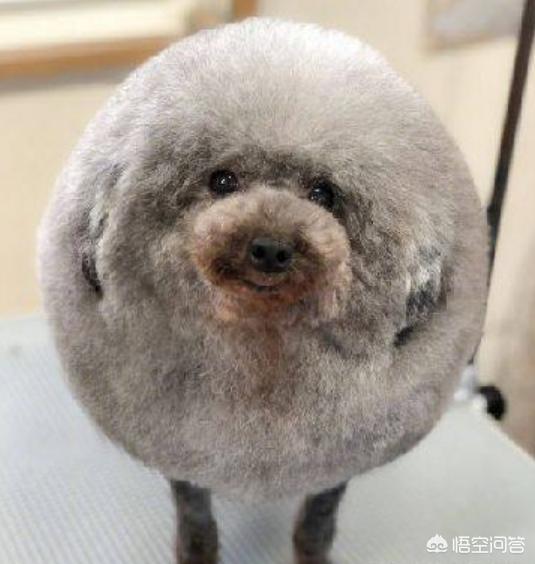 狗狗的图片:狗狗的一生有哪些阶段？饲养上有什么要注意的？