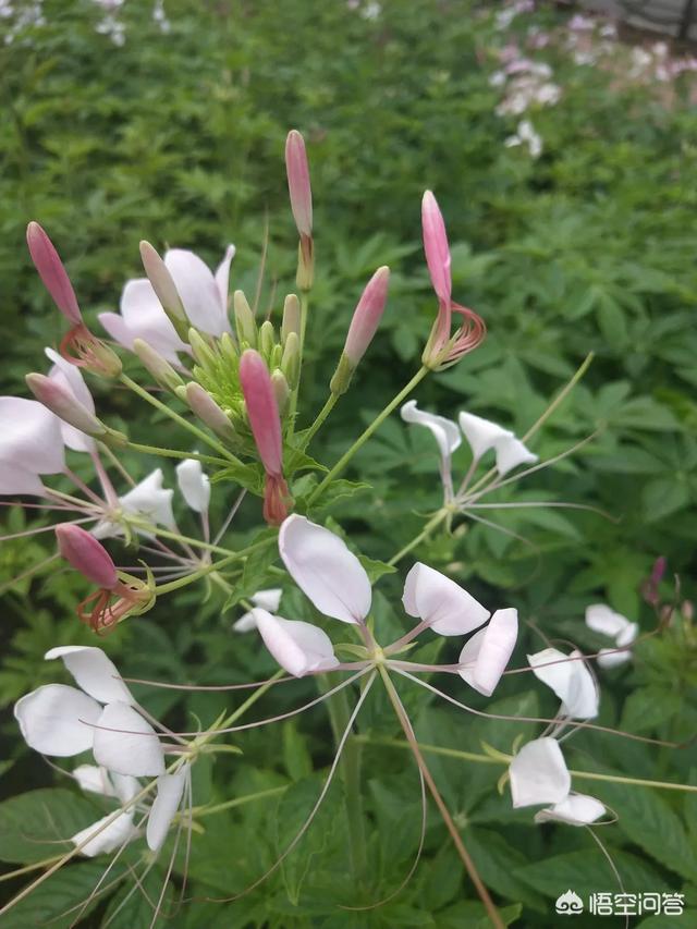 华谊背景:华谊投资电影《八佰》，你们会去支持吗？信仰重要吗？