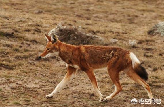 男子被牧羊犬袭击是怎么回事:如何看待因遛狗起矛盾，青岛爱狗人士被打得满脸是血？