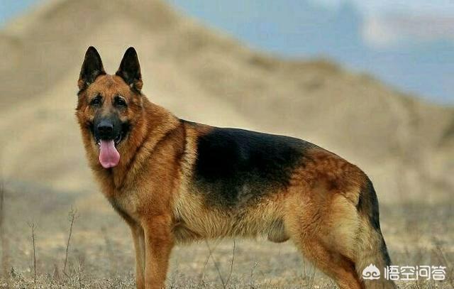 牧羊犬打架:公德牧会和土母狗打架吗？ 训练牧羊犬