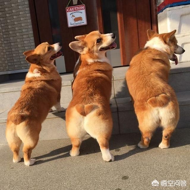 养宠物的好处:为什么那么多人喜欢养宠物？是内心空虚吗？