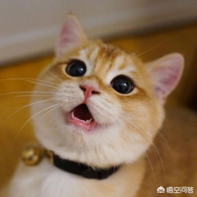 五个月的猫会得猫瘟吗:猫咪换了新环境以后会容易得猫瘟吗？该怎么预防？