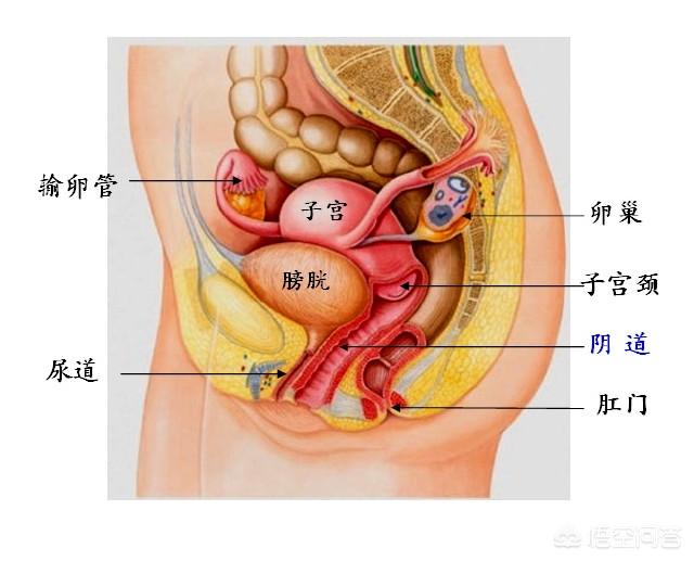 怀孕后子宫压迫膀胱图图片