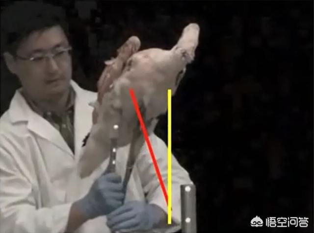 为什么火烈鸟形象会成为时尚圈的最爱、服装和珠宝设计都爱用？:火烈鸟象征什么 第43张
