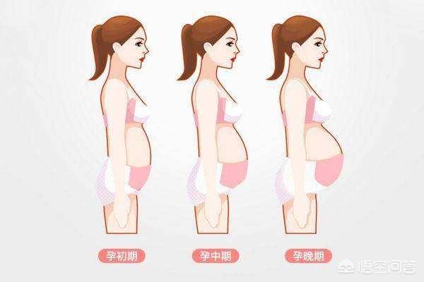 整个孕期肚子变化图图片