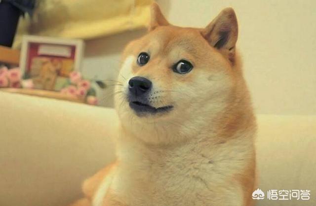 日本柴犬图片:柴犬和秋田犬为什么长得那么像？如何区分，都是日本原产地吗？