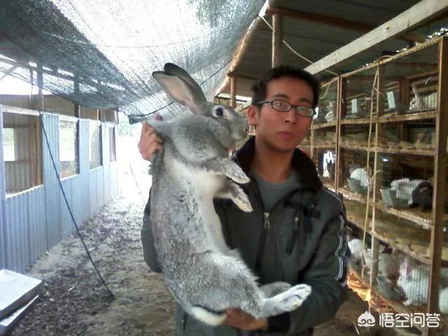 养兔知识:肉兔养殖需要注意哪些问题？ 养兔知识大全